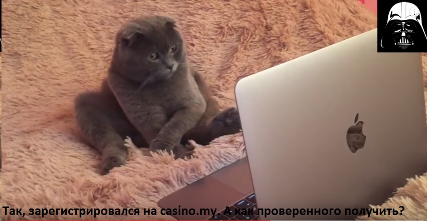 кот.jpg