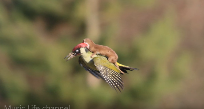 ЛАСКА ЛЕТИТ ВЕРХОМ НА ДЯТЛЕ  Woodpecker and  Weasel   YouTube.png