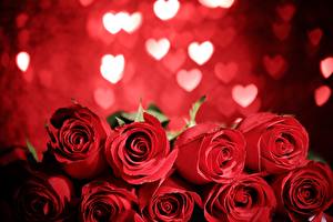 Roses_Red_533109_300x200.jpg